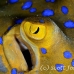 ray_bluespotted_crci_mb_h_0130_png1925.jpg